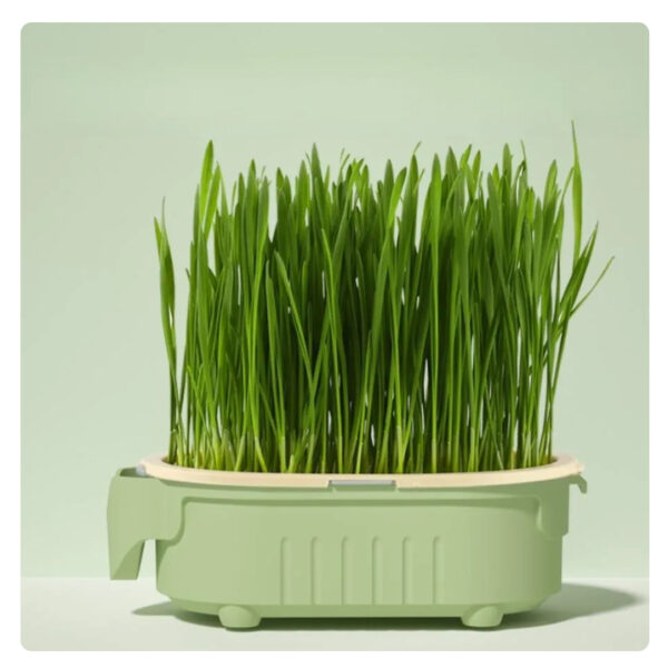 Bandeja Cultivo Grama Para Gatinhos - Imagem 2