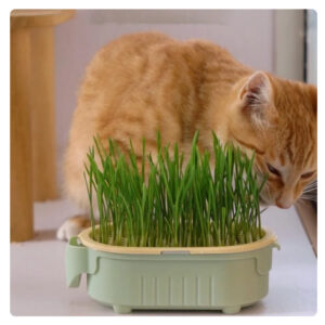 Bandeja Cultivo Grama Para Gatinhos