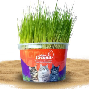 Graminha Digestiva para Gato
