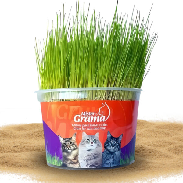 Graminha Digestiva para Gato